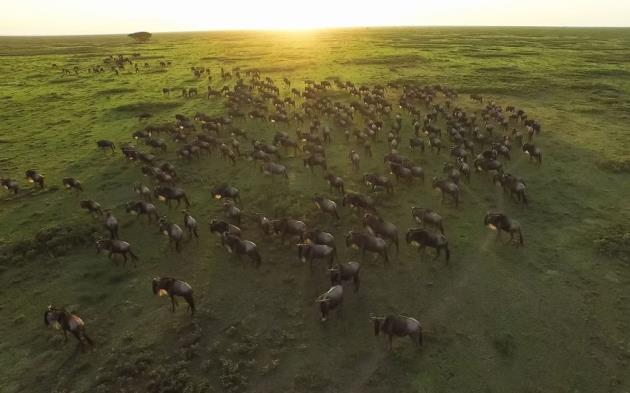 7.Gün : Serengeti &Beyond Klein s Camp da keyifli bir gün daha sizi bekliyor.