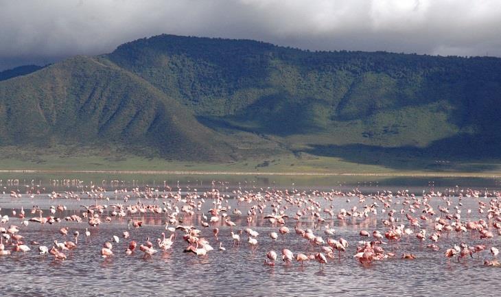 11.Gün : Ngorongoro Ngorongoro Krateri, volkanik patlamalar sonucu oluşmuş. Dev krater içerisinde çok sayıda hayvan yaşıyor.