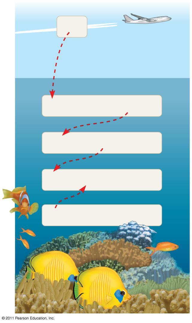 CO 2 Deniz suyunda çözünen CO 2 arttıkça HCO 3 ve H konsantrasyonları artar.