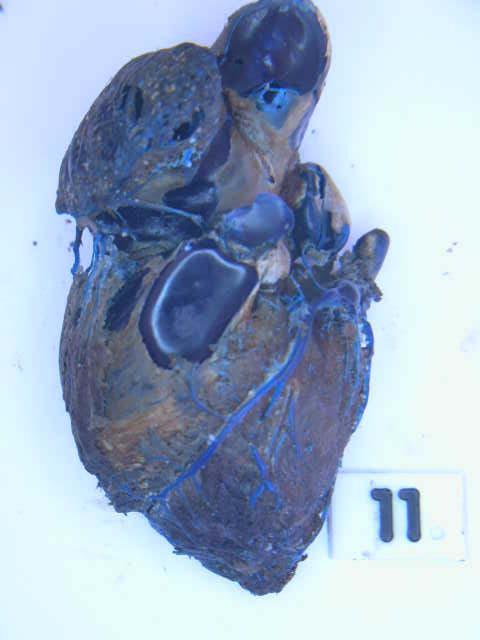 Akkaraman koyununda koroner venlerin anatomisi Şekil 4. Onbir nolu kalbin önden görünüşü ve şeması. V. cordis dextra nın sağ atrium a açılması Kalplerin 5/17 sinde v.