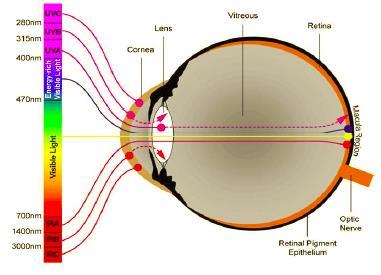 İkinci olarak, kaynağın boyutu retina ile ilgili