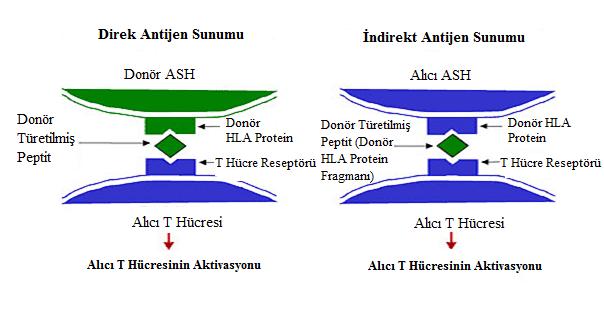 Transplantasyon sonrası oluşan antikorların çoğu IgG yapısında olmasının yanında, IgM yapısında antikorlara da rastlanılmaktadır (42). 2.5.