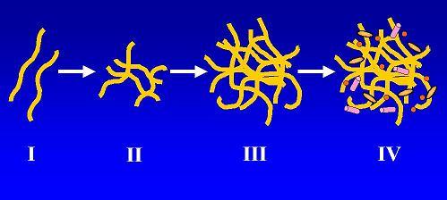 Bu konuda ilk kümeleşme sürecinde anahtar rol oynayan hücre dışı polisakkarit salgılardan kalsiyuma kadar birçok teori bulunmaktadır. Ancak en popüler teori Dr. W.