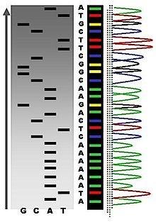 Genel Bilgiler DNA dizi analizi (DNA sequencing) Bu yöntem, hücrede bulunan DNA molekülünün sahip olduğu baz diziliminin deşifre edilerek okunmasıdır.