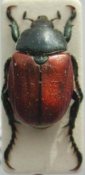 Cicadidae (Homop.