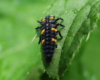 1. Kampodeid Larva: Bu larvalarda bir çift anten Üç