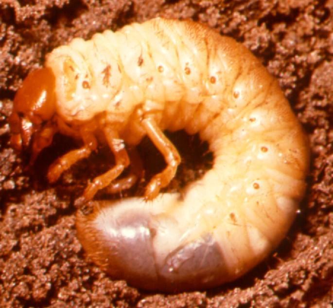 2. Manas tipi larva Bu tip larvaların şişman ve silindirik yapılı vücudu kıvrık olarak durur.