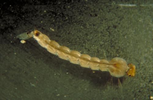 4. Bacaksız Larva Bu tip larvaların thorax kesiminde dahi bacak bulunmaz; buna rağmen