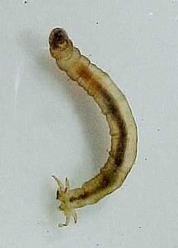 Bazıları sıçrama yeteneğindedir. Baş yapısına göre, bacaksız larva 3 tipe ayrılır: 1.