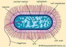 BACILLUS TÜRLERİ Bacillus cinsi bakteriler, iri, kalın, bazen zincir şeklinde görülebilen, kapsüllü sporlu çomaklardır.