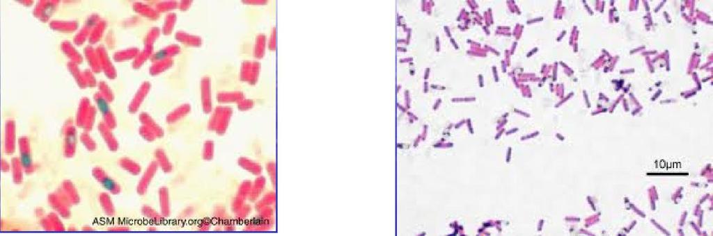 Diğer Bacillus türleri B.
