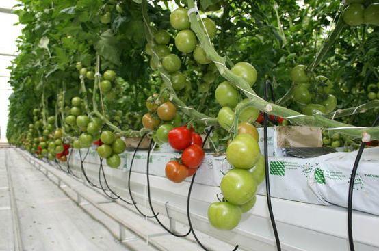 VERİM Topraksız tarımda en çok üretilen ürün salkım domatestir.