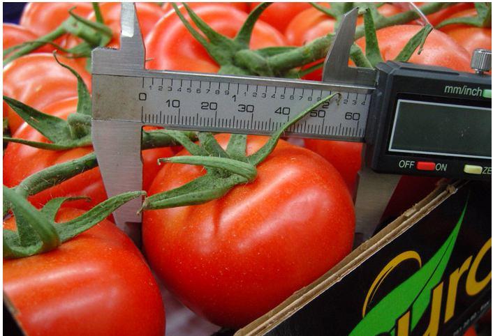 İhracatta ise en çok salkım domates ve California wonder biber ihraç edilmektedir.