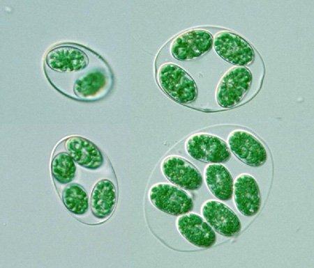 Prokaryotik alg örneği madde olarak kullanılabileceği saptanmıştır. Enjeksiyon kalıplı 3-D olarak prototipi çizilmiş kaplar % 50 yosun biyokütlesinden oluşmaktadır.