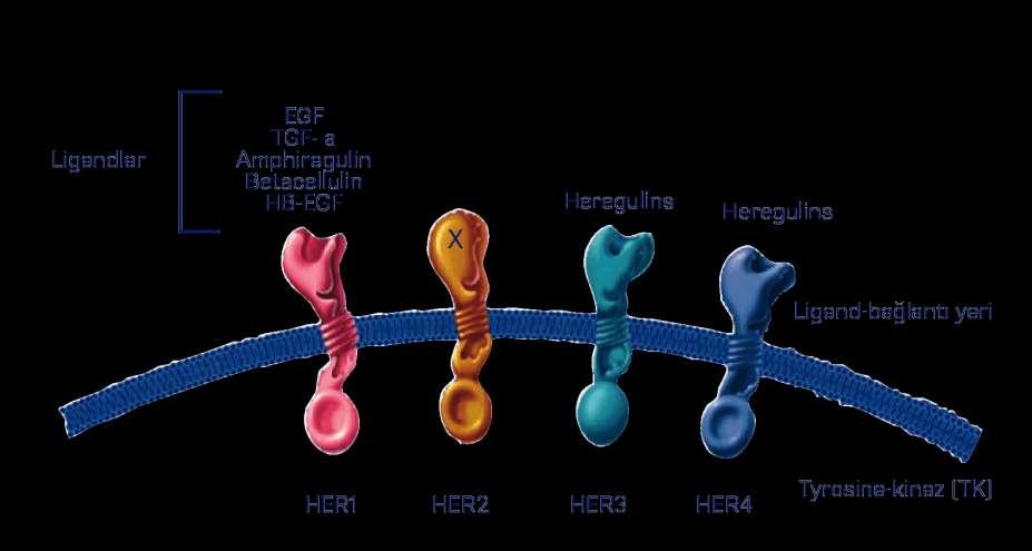 HER reseptör ailesi ve ligandları x x HER2 proteini, büyüme