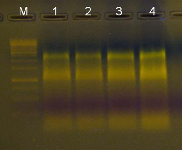 4 Bulgular A) RNA kalitesi kontrolü Plasentomdan elde edilen total RNA lar, 260 ve 280nm dalga boyunda spektrofotometre ile ölçüldü (UV-1601 UV-Visible Spectrophotometer SHIMADZU, Japan).