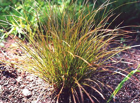 Carex