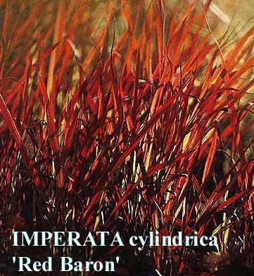 Türleri: Imperata cylindrica