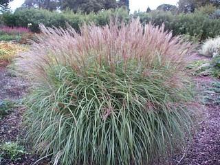 Miscanthus