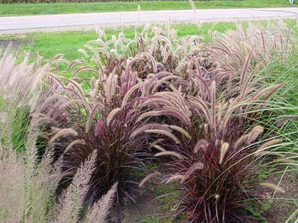 Pennisetum