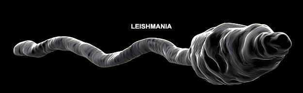 the genus Leishmania.