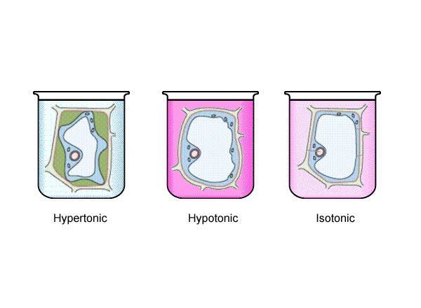 Hücre içersinde bulunan çözünmüş tuzlar, şekerler ve diğer çözünmüş maddeler, hücre sıvısına belirli bir osmotik basınç kazandırır.