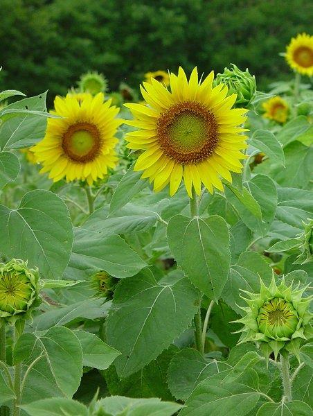 - Fototropizma (ışığa yönelim) Işığın etkisi ile görülen