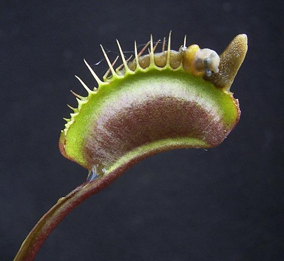 Mimosa pudica L.