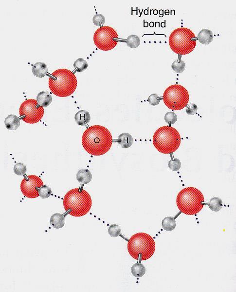 Su bir dipol olarak etkir Hidrojen bağı Çünkü, iki kutuplu gibi davranır, Zayıf