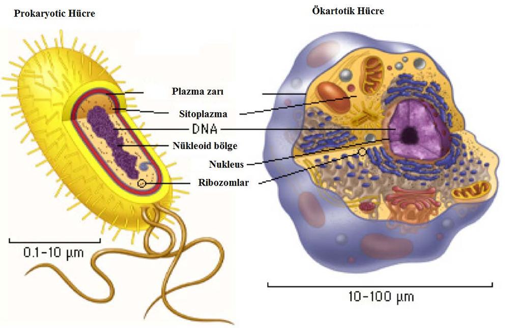 Ökaryotlar