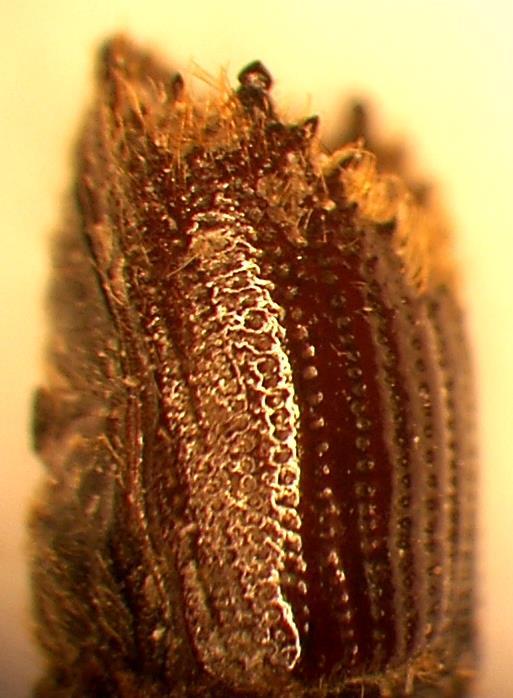 a b Şekil 6: (a) I. sexdentatus un ergin bireyi. (b) I. sexdentatus un sağrısında bulunan dişler.