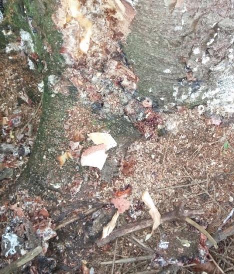 Şekil 17: D. micans ın ağacın kök boğazı kısmındaki giriş deliği ve öğüntüler. Larvaları familya yeniği, yapmak suretiyle kambiyumu tahrip ederler.