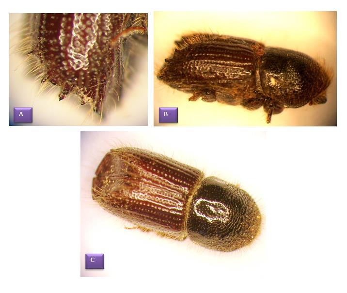 yollarını açarlar. Larva tünellerinin uzunluğu 1,5-6 cm arasında değişmektedir. Olgun larvalar bu yolları sonunda pupa olmaktadır (Ekici ve Özkazanç, 1986). Beyaz renkli olup mumya tipindedir.