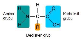 2-GLİKOLİPİTLER: Hücre zarındaki glikoproteinlerle birlikte hücrenin özgülüğünü oluştururlar. c-steroitler: -Canlılarda az miktarda bulunur.