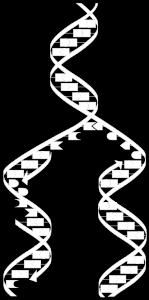 Nükleotler(n) dehidrasyon Hidroliz polinükleotit+(n-1)h2o 1-DNA (DEOKSİRİBO NÜKLEİK ASİT) Ökaryot canlılarda çekirdek,kloroplast, mtokondride bulunrken, prokaryotlarda sitoplazmada bulunur.