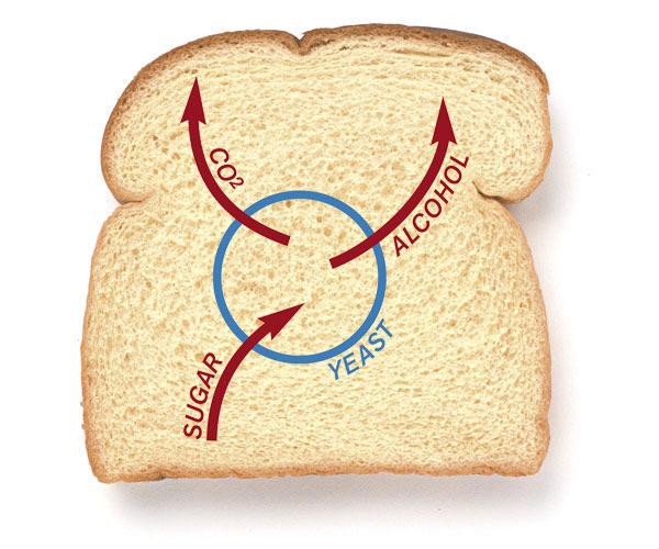 Ekmek mayası ekmek üretiminde temel girdilerdendir ve ekmek kalitesi açısından büyük önem arz eder.
