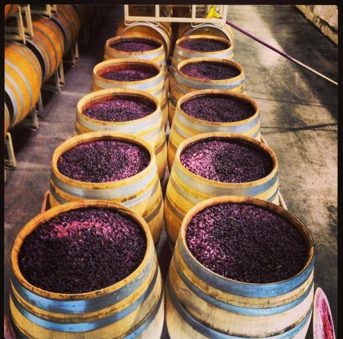 Mayalar etil alkol fermantasyonunu yaparak üzüm şırasının şaraba dönüşmesini sağlar ve ikincil metabolizma ürünleri ile şarabın lezzetini belirlerler.