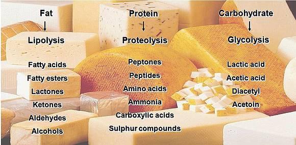 Peynirin olgunlaşması sürecinde LAB ın yanında mayalar da bu sürece önemli katkı yaparlar.