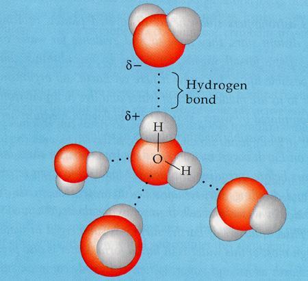 Hidrojen bağı Suda hidrojen bağları ve suyun diğer su