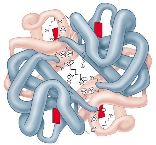 Kuaterner yapıda bir protein, Hemoglobin http://cwx.