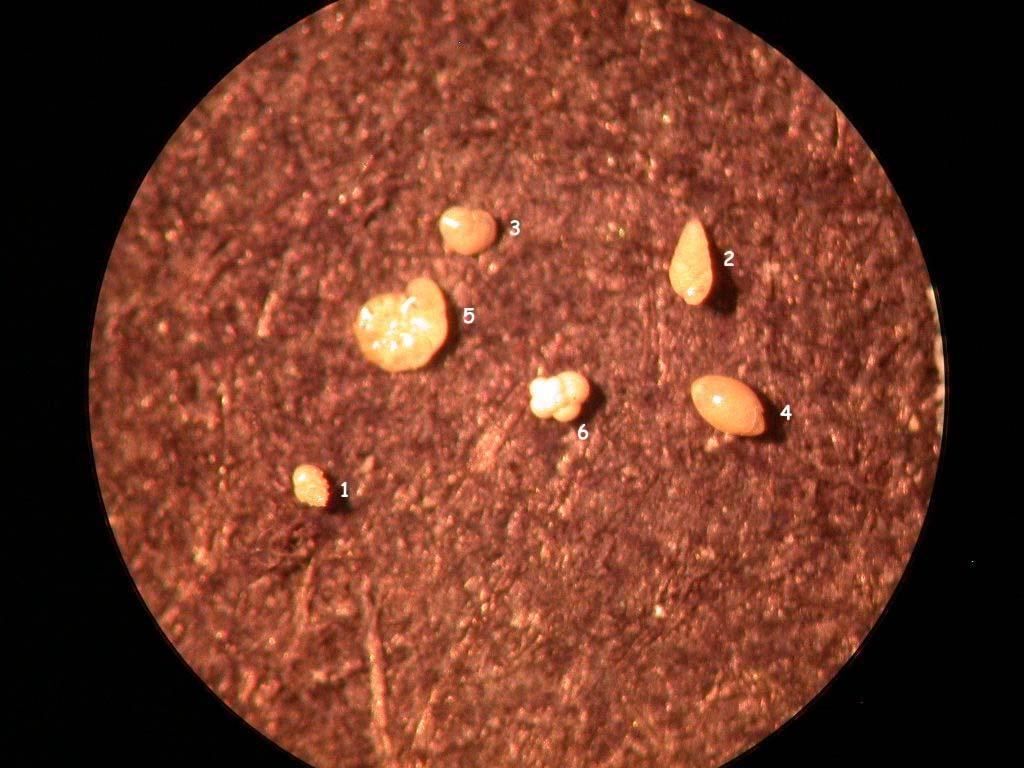 Levha 3 MD 01 2426 karotunda yoğunluğu fazla olan foraminiferler. 1. Bulimina marginata (0.00-0.01 m) 2. Brizalina spathulata (0.09 m) 3. Cassidulina carinata (0.09 m) 4.