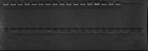 Şekil 3.10 Bazı zeytin genotipleri DNA larının %1 lik agaroz jeldeki görüntüleri 3.4.1.2 PCR uygulamaları DNA çoğaltımı için Biometra Thermocycler cihazı kullanılmış ve PCR optimizasyon çalışmaları yapılmıştır.