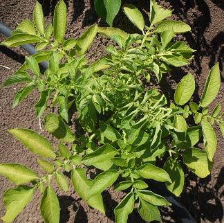 Araziden toplanan şüpheli bitkilerin genç yaprak ve sürgün örnekleri DAS-ELISA yöntemi ile incelenmiştir.