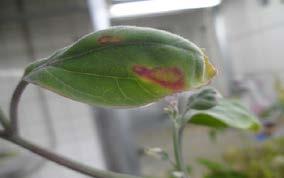 DAS-ELISA sonucu PVY ile enfekteli otsu bitkilerde ilk belirtiler 3-4 hafta sonra, öncelikle Nicotiana glutinosa da koyu yeşil alanlar ve mozaiklenme şeklinde gözlenmiştir. İleriki haftalarda N.