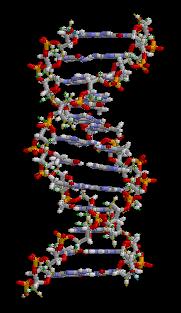 GBM112-TEMEL GENETİK Allel olmayan
