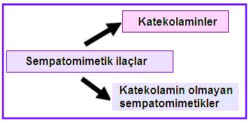 katekolaminler ve