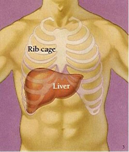 KARACİĞER SAFRA KESESİ PANKREAS HİSTOLOJİSİ KARACİĞER Makroskopik olarak sınırları az çok belirgin dört lob dan oluşmuş bulunan karaciğer vücudun en büyük bezidir.