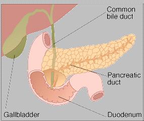 (internet ten alınmıştır) Pankreas da karaciğer gibi hem endokrin hem de ekzokrin salgı yapan bir bezdir ( ancak; karaciğerde her iki fonksiyon da aynı hücreler tarafından yerine getirilirken,