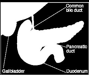 Endokrin bölüm ise ekzokrin bezler arasına dağılmış bulunan Langerhans adacıkları ndan oluşur ve tüm bezin %2 lik bir kısmını yapar. Pankreas dıştan zayıf bir kapsüla ile sarılmıştır.
