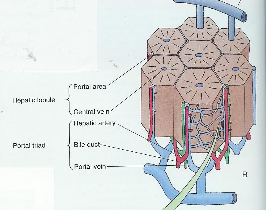 Stromanın görevleri ; organı dıştan sarmak, onu lobcuklara ayırmak, parenşimaya desteklik etmek ve damar,kanal,sinirleri organ içlerine kadar taşımak olarak özetlenebilir.